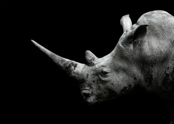 Police officer faces charges for illegal dealing in rhino horns