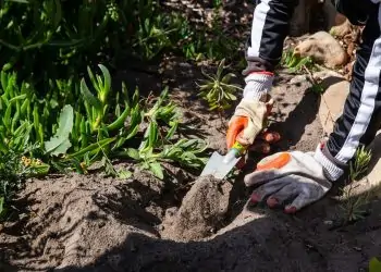 School Children Plant Fynbos Around the Cape Flats