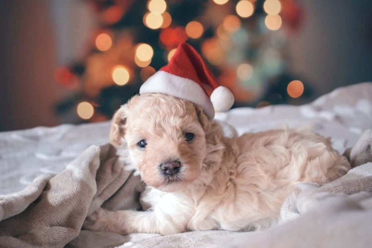 Make the day even more special and give a shelter animal its first Christmas experience