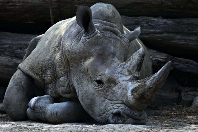 Man arrested for trying to smuggle six rhino horns out of the country