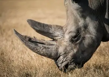 Man receives longest jail term ever in Vietnam for trading rhino horns