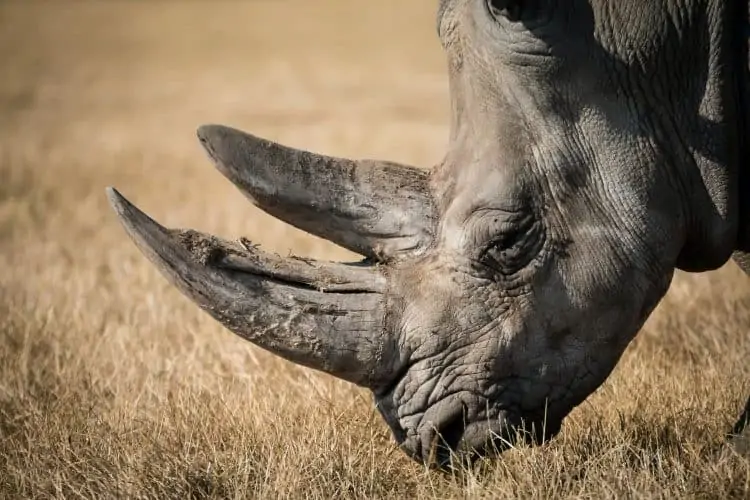 Man receives longest jail term ever in Vietnam for trading rhino horns
