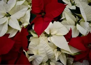 Poinsettia Day 2021: The Christmas Flower