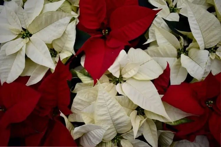 Poinsettia Day 2021: The Christmas Flower