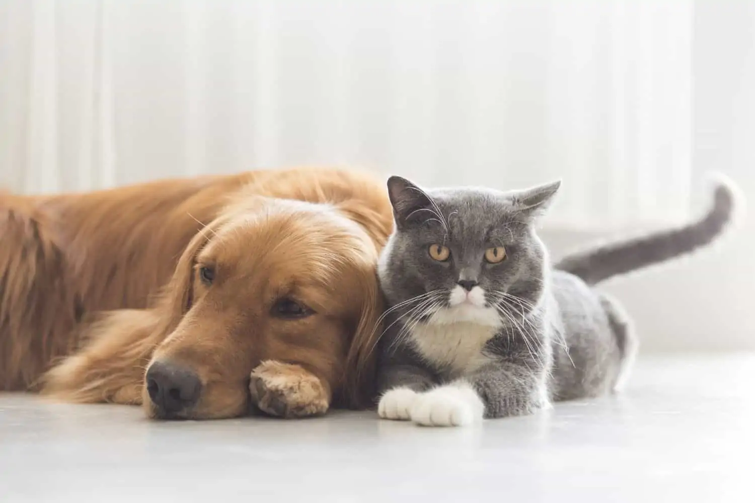 Sterilisation of cats and dogs now compulsory in Cape Town