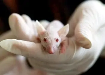 Taiwan researching whether lab mouse bite caused Covid infection