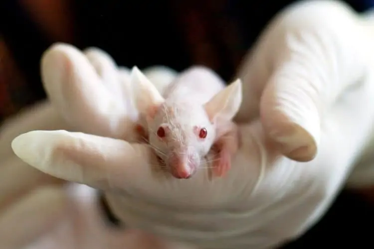 Taiwan researching whether lab mouse bite caused Covid infection