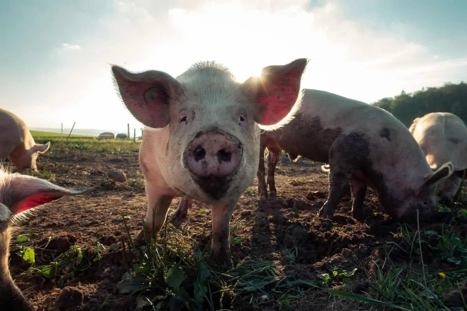 African Swine Fever break-out in George and Mossel Bay