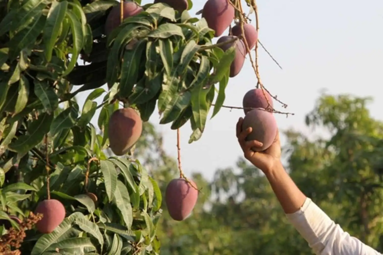 Klawer man admits to murdering a teen for picking fruit from his garden