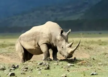 Rhino Poaching on the Decline in South Africa