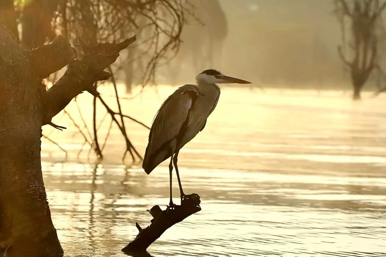 World Wetlands Day 2022