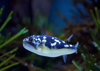 Poisonous Pufferfish Have Washed up in Cape Town Again