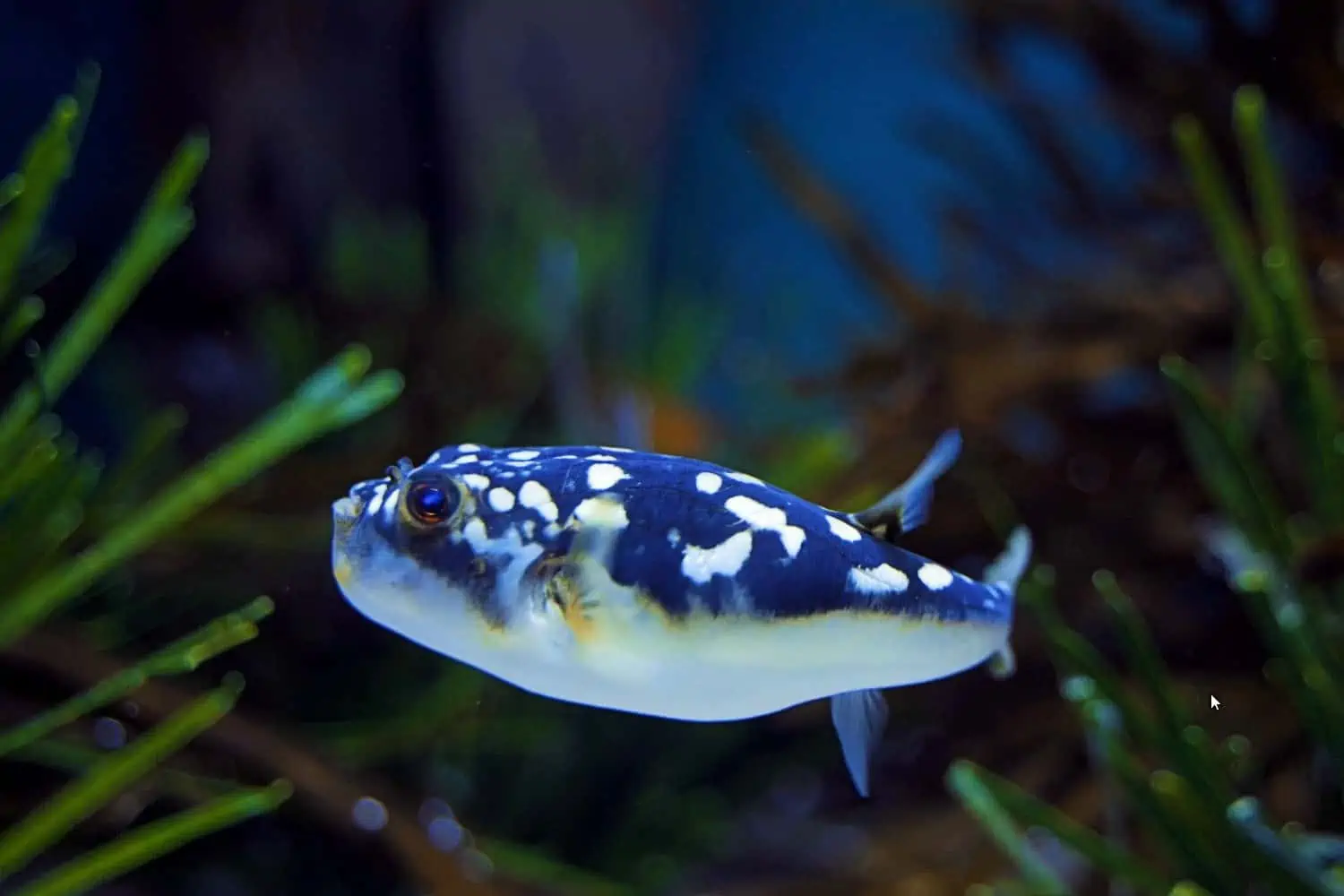 Poisonous Pufferfish Have Washed up in Cape Town Again