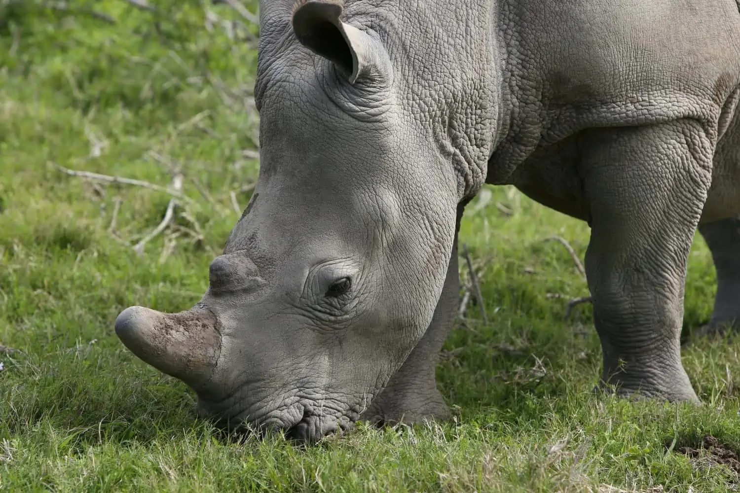 Rhino Hunting Permits Granted in South Africa
