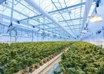TODAY: South Africa's Top News for 9 March 2022 - New possible cannabis sector brings hope to job creation