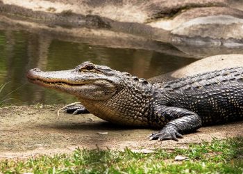 Five crocodiles missing in flooded KZN