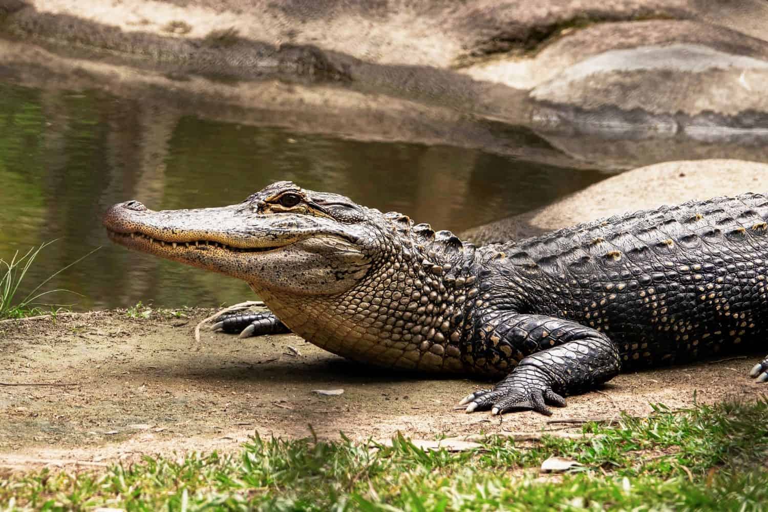 Five crocodiles missing in flooded KZN