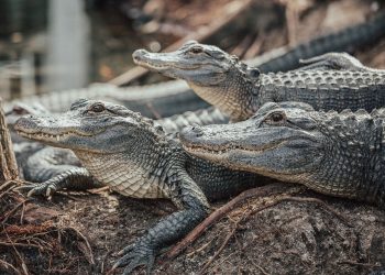 UPDATE on KZN missing crocodiles - a total of 14 were recaptured