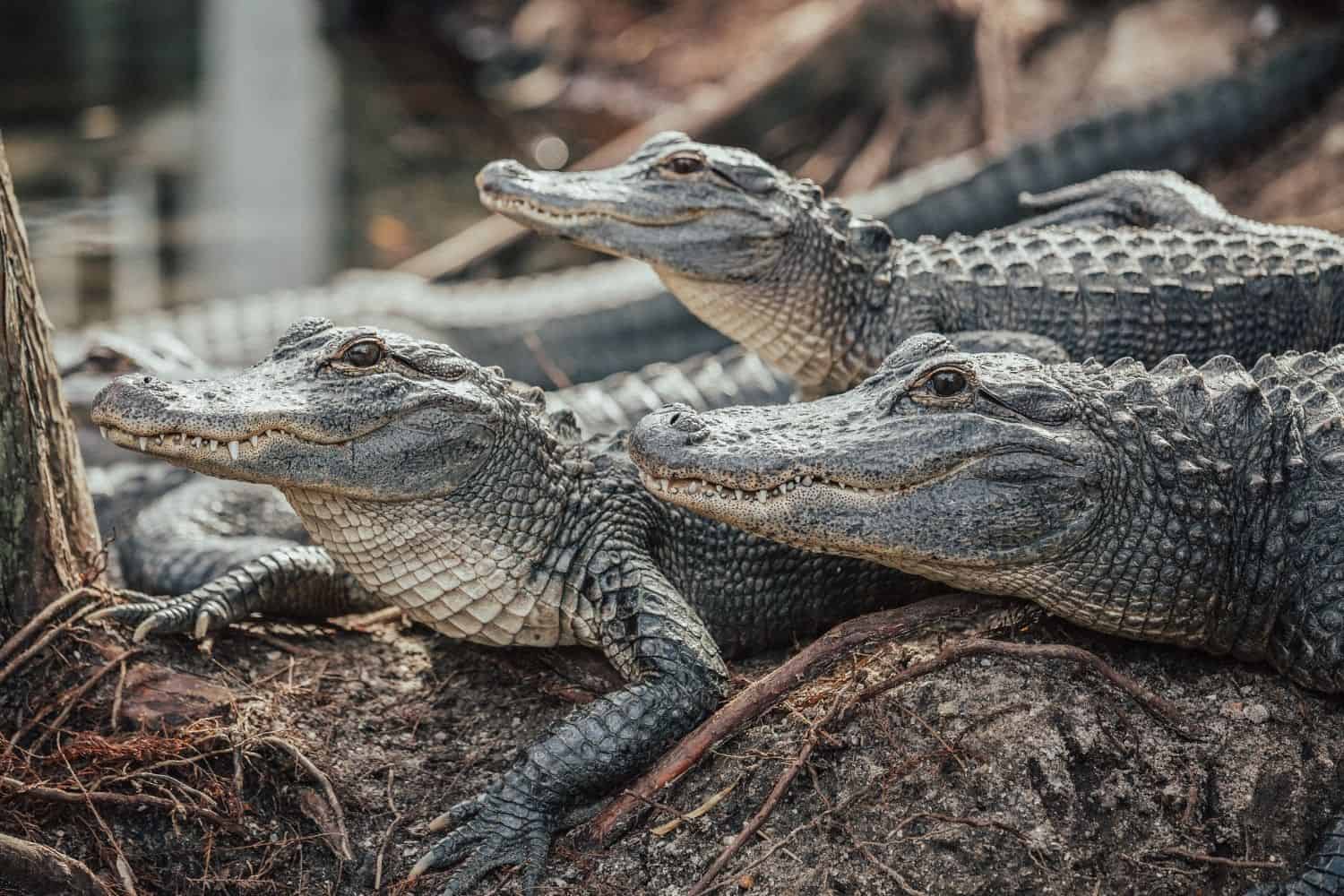 UPDATE on KZN missing crocodiles - a total of 14 were recaptured