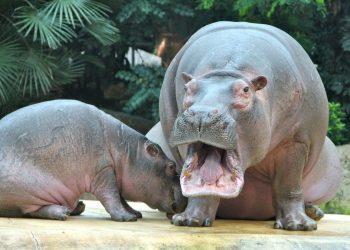 Woman shot after Limpopo farmer 'mistakes' her and partner for a hippo