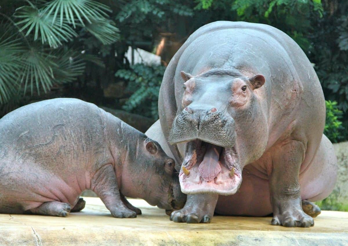 Woman shot after Limpopo farmer 'mistakes' her and partner for a hippo