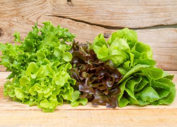 How to grow lettuce