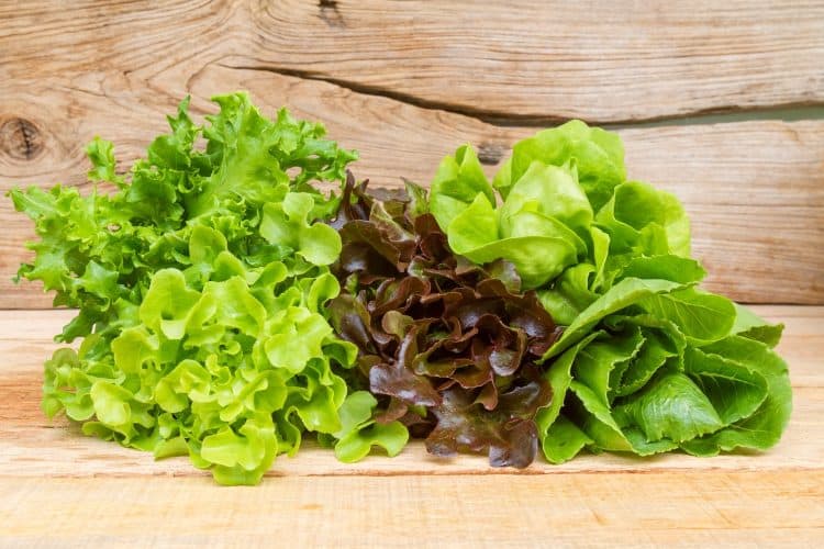 How to grow lettuce