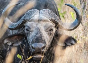 Man allegedly killed by raging buffalo on Limpopo farm