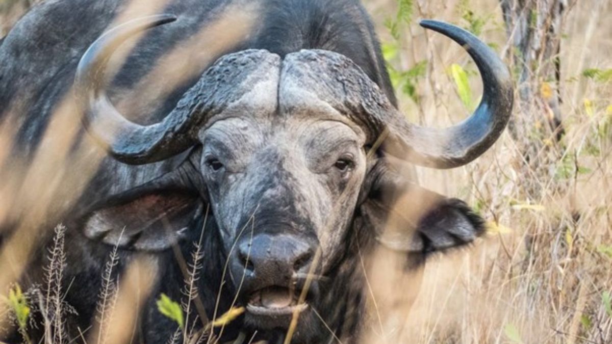 Man allegedly killed by raging buffalo on Limpopo farm