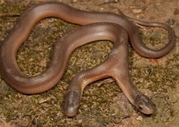 Double-headed snake captured in Ndwedwe, KwaZulu-Natal