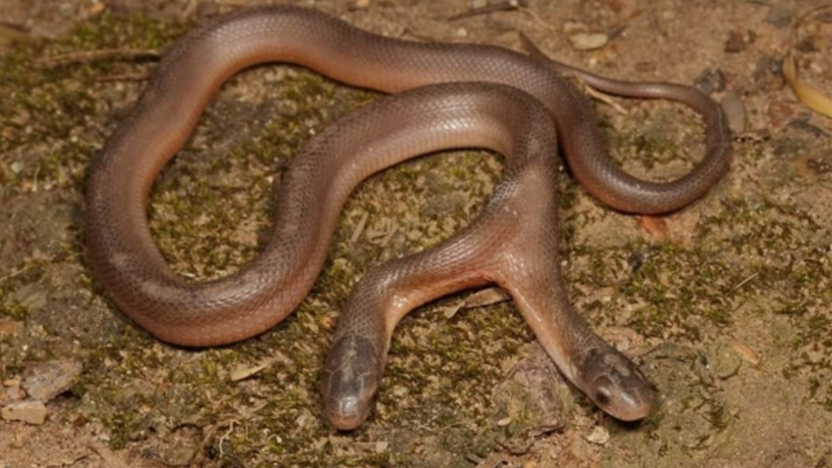 Double-headed snake captured in Ndwedwe, KwaZulu-Natal