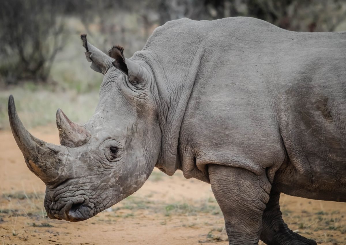 Three suspected rhino poachers from Mozambique arrested at Kruger National Park