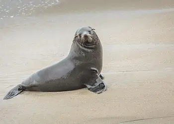 fur seal