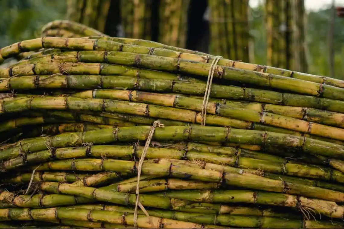 Tariffs Threaten South African Sugar Farmers