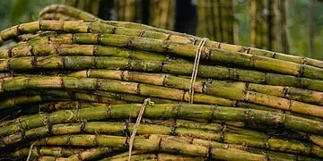 Tariffs Threaten South African Sugar Farmers