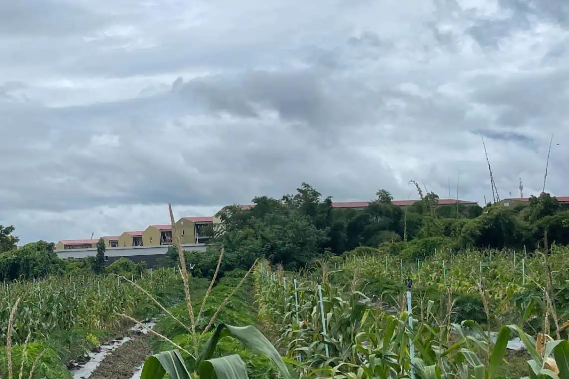 39 South Africans Escape Myanmar Scam Hell