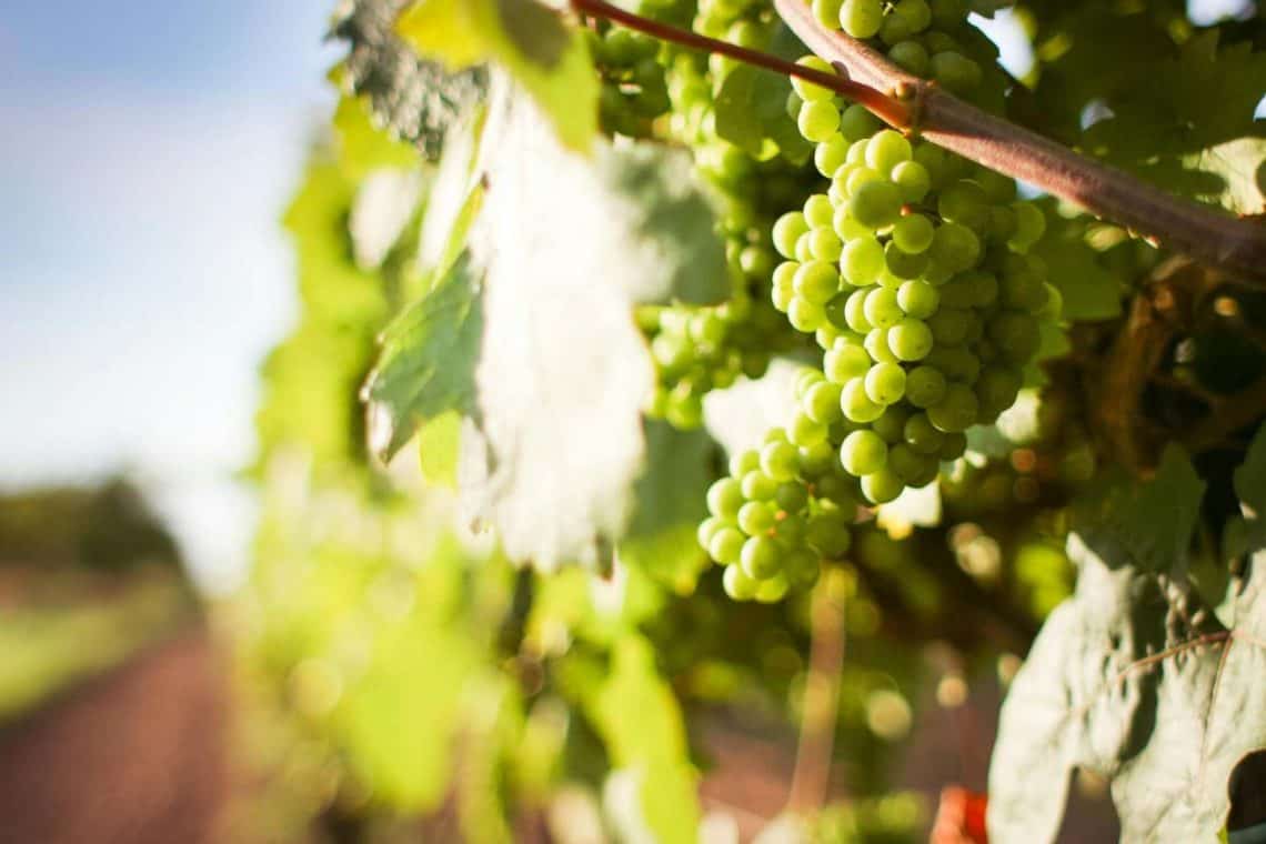 AGOAs End Hits SA Winemakers Hard