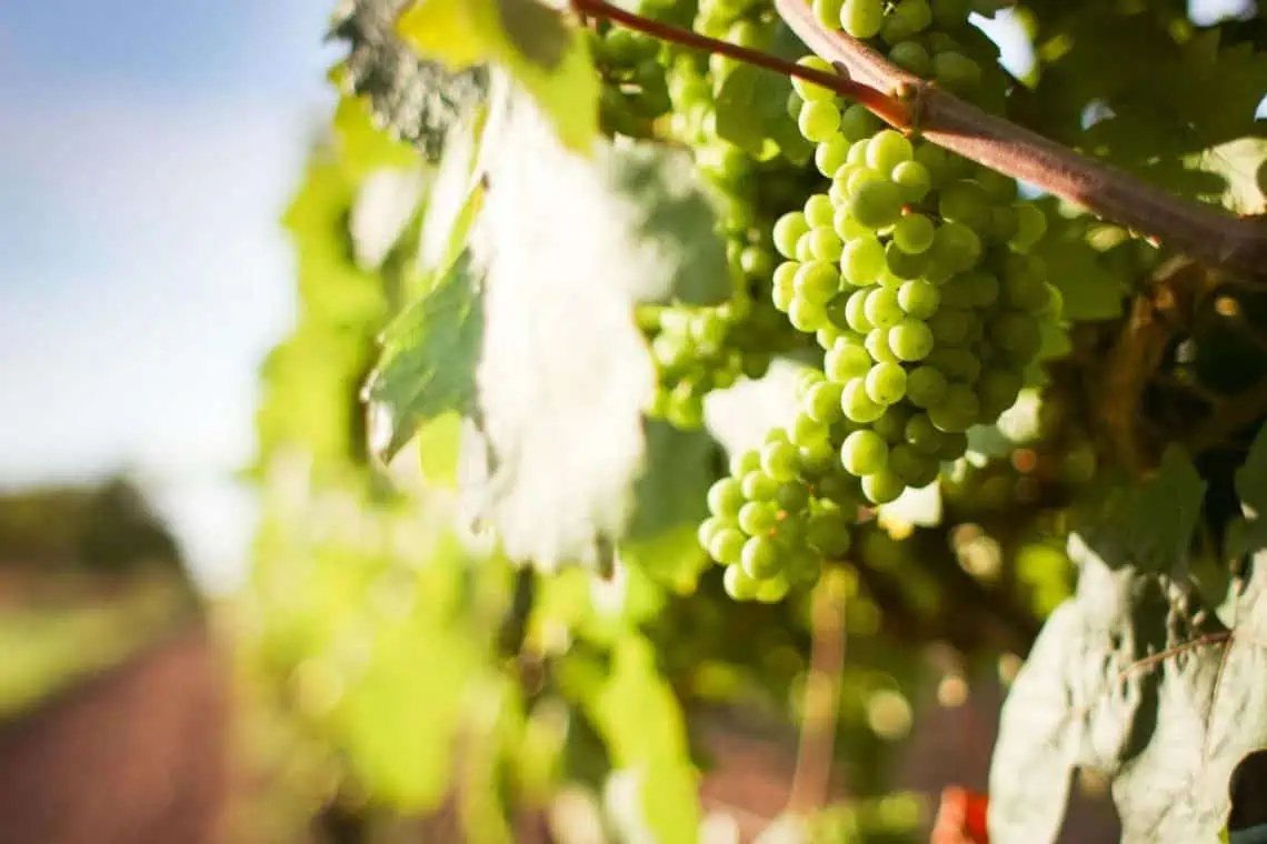 AGOAs End Hits SA Winemakers Hard