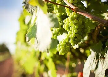 AGOAs End Hits SA Winemakers Hard