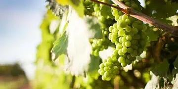 AGOAs End Hits SA Winemakers Hard