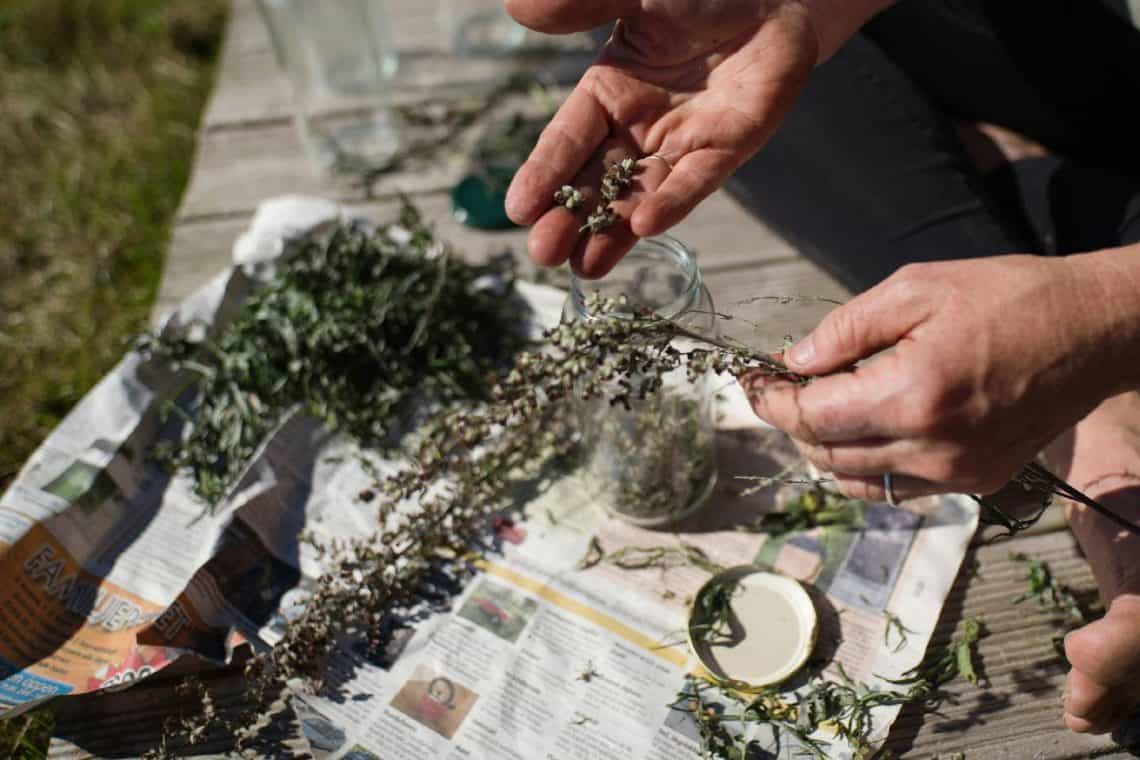 Cape Towns Wild October Urban Foraging Guide