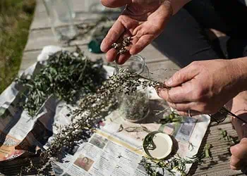 Cape Towns Wild October Urban Foraging Guide