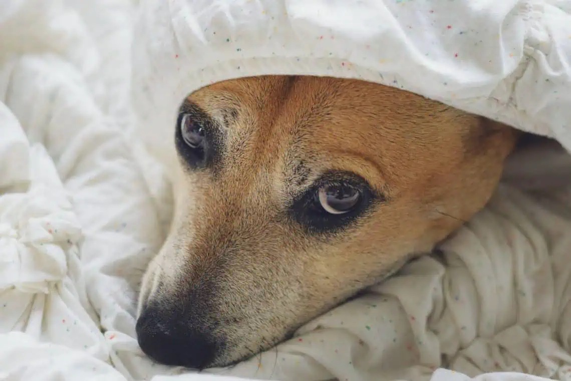 Diwali Fireworks How to Keep Your Pets Calm This October