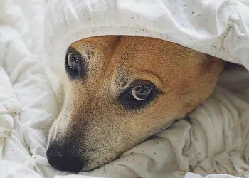 Diwali Fireworks How to Keep Your Pets Calm This October