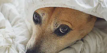 Diwali Fireworks How to Keep Your Pets Calm This October
