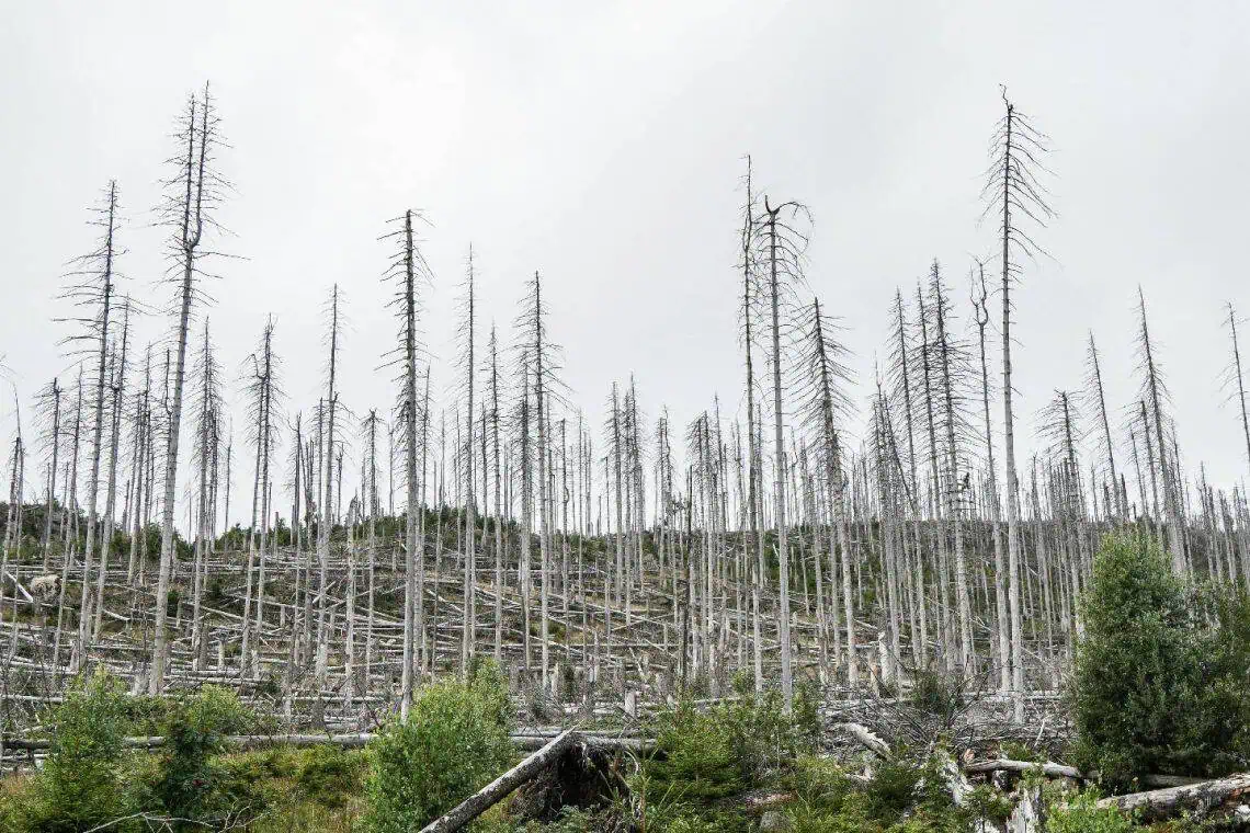 Forests in Freefall