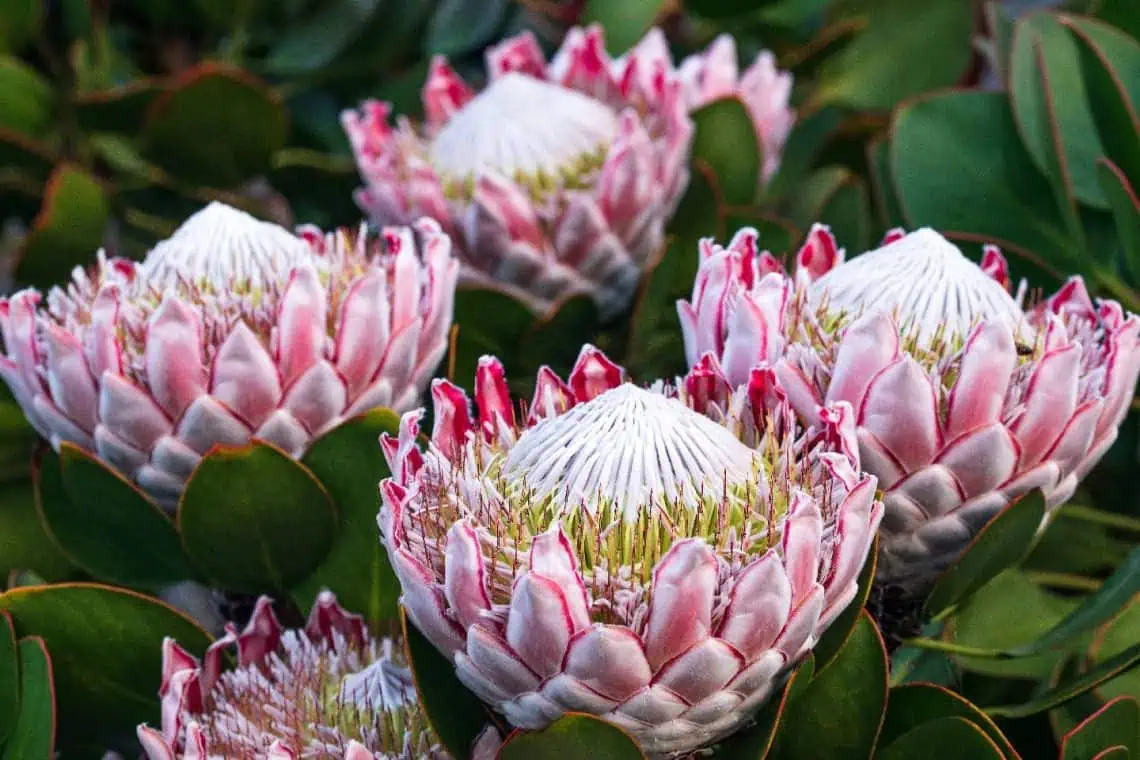 Go Native Transform Your Garden into a Water-Wise Wildlife Haven