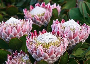 Go Native Transform Your Garden into a Water-Wise Wildlife Haven