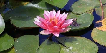 Horoscope for 23 October