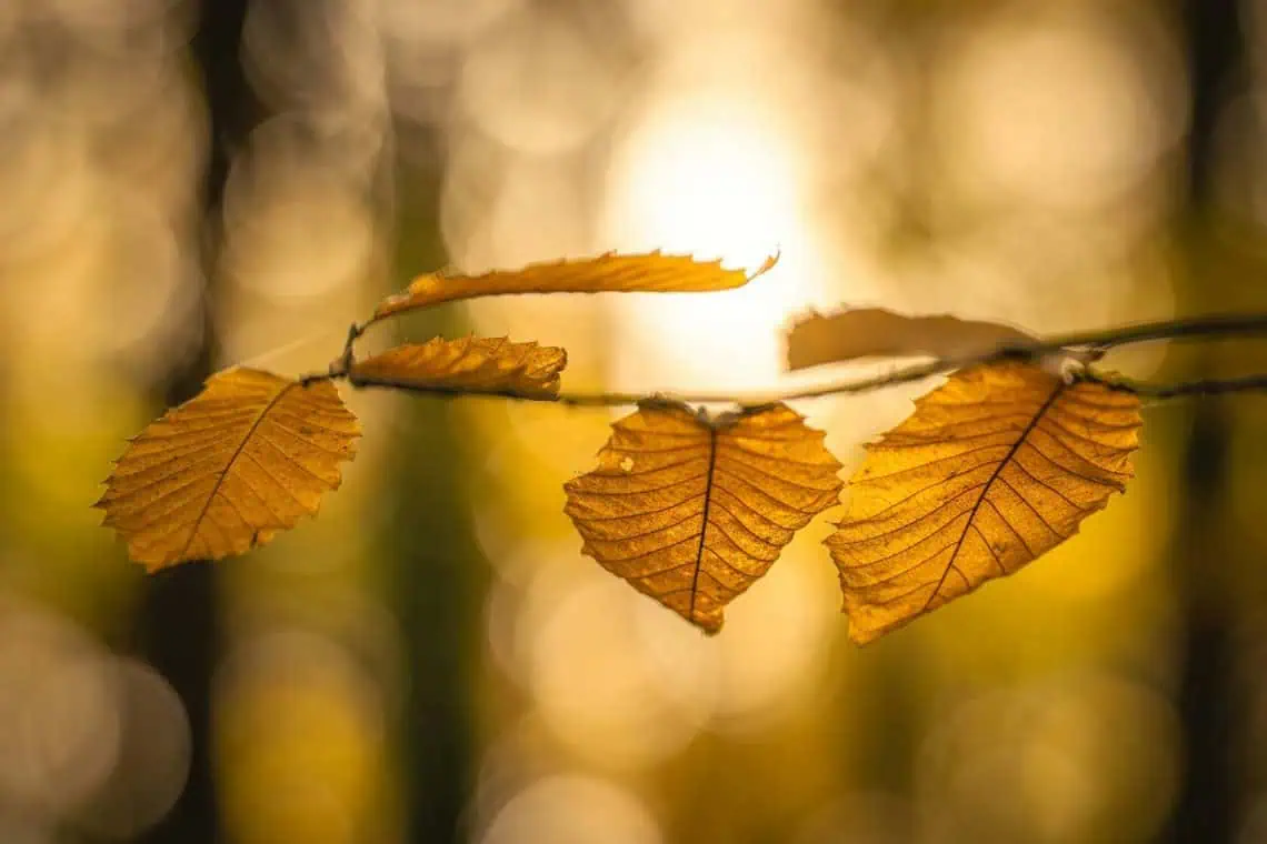 Horoscope for 27 October